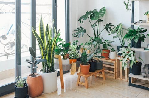 Indoor plants TOP 5 Home Decor Ideas For Summers