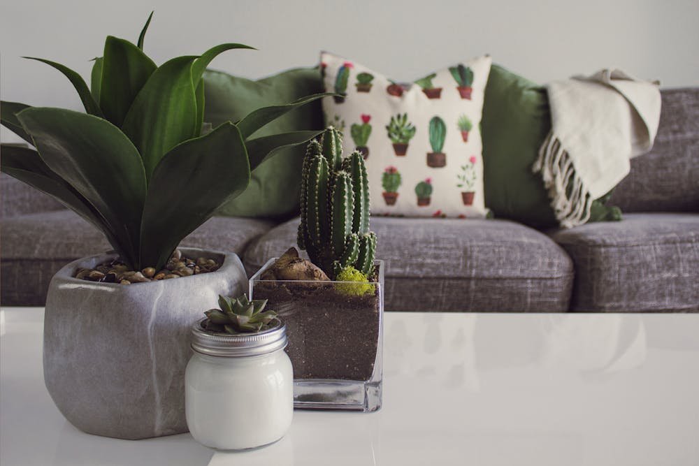 Home decor ideas indoor plants in office
